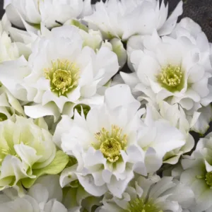 Hellebore 'Wedding Bells' 19CM