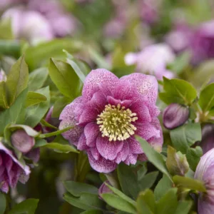 Hellebore 'Wedding Crasher' 19CM