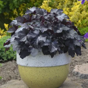 Coral Bells 'Black Pearl' 19CM