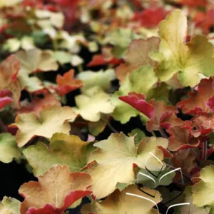 Coral Bells 'Caramel' G1