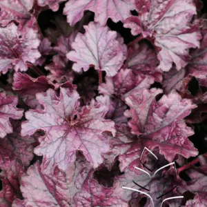 Coral Bells 'Forever Purple' G1