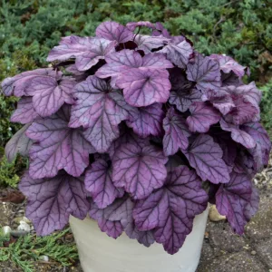 Coral Bells 'Pink Panther' G1
