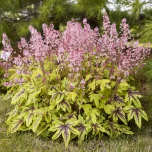 Foamy Bells 'Eye Spy' 19CM