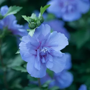 Rose of Sharon 'Blue Chiffon' G3