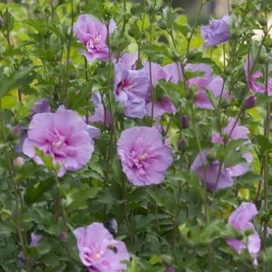 Rose of Sharon 'Lavender Chiffon' G3