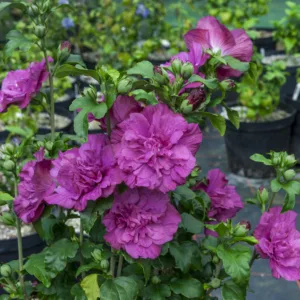 Rose of Sharon 'Magenta Chiffon' G3