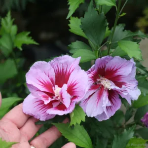 Rose of Sharon 'Purple Pillar' G3