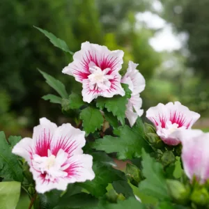 Rose of Sharon 'Starblast Chiffon' G3