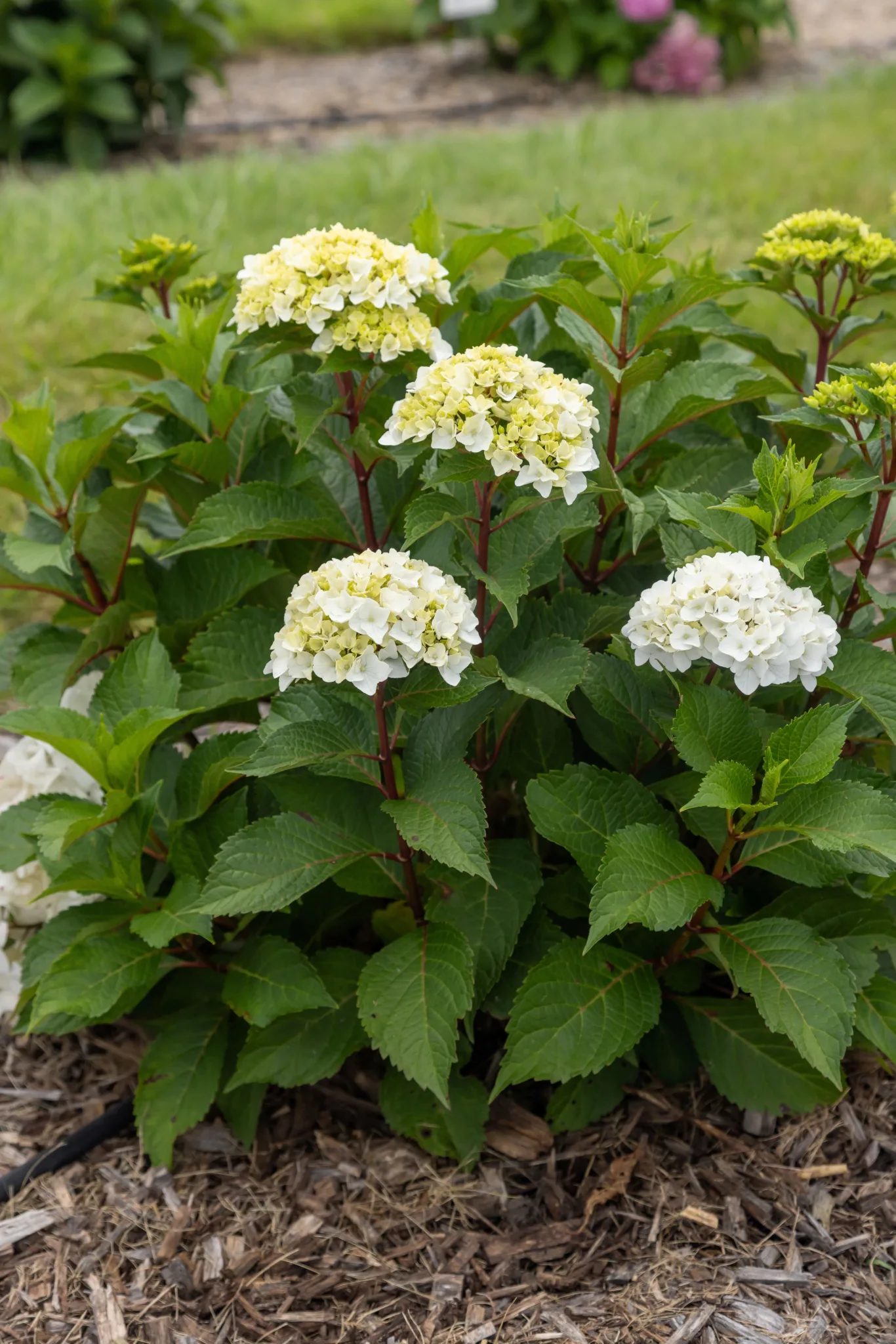 Hydrangea 'Dreamcloud' G2 - Image 3