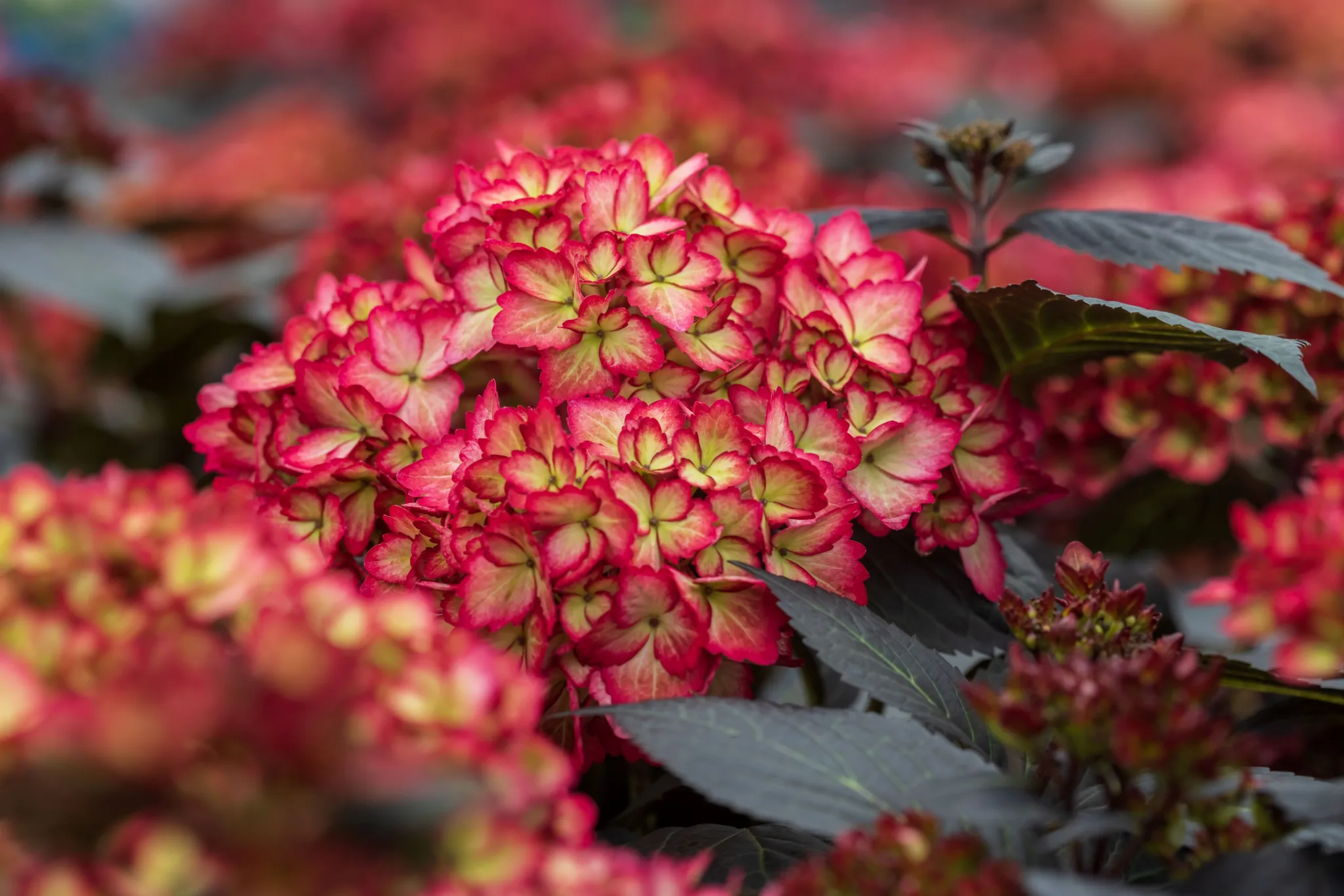 Hydrangea 'Eclipse' - Image 2