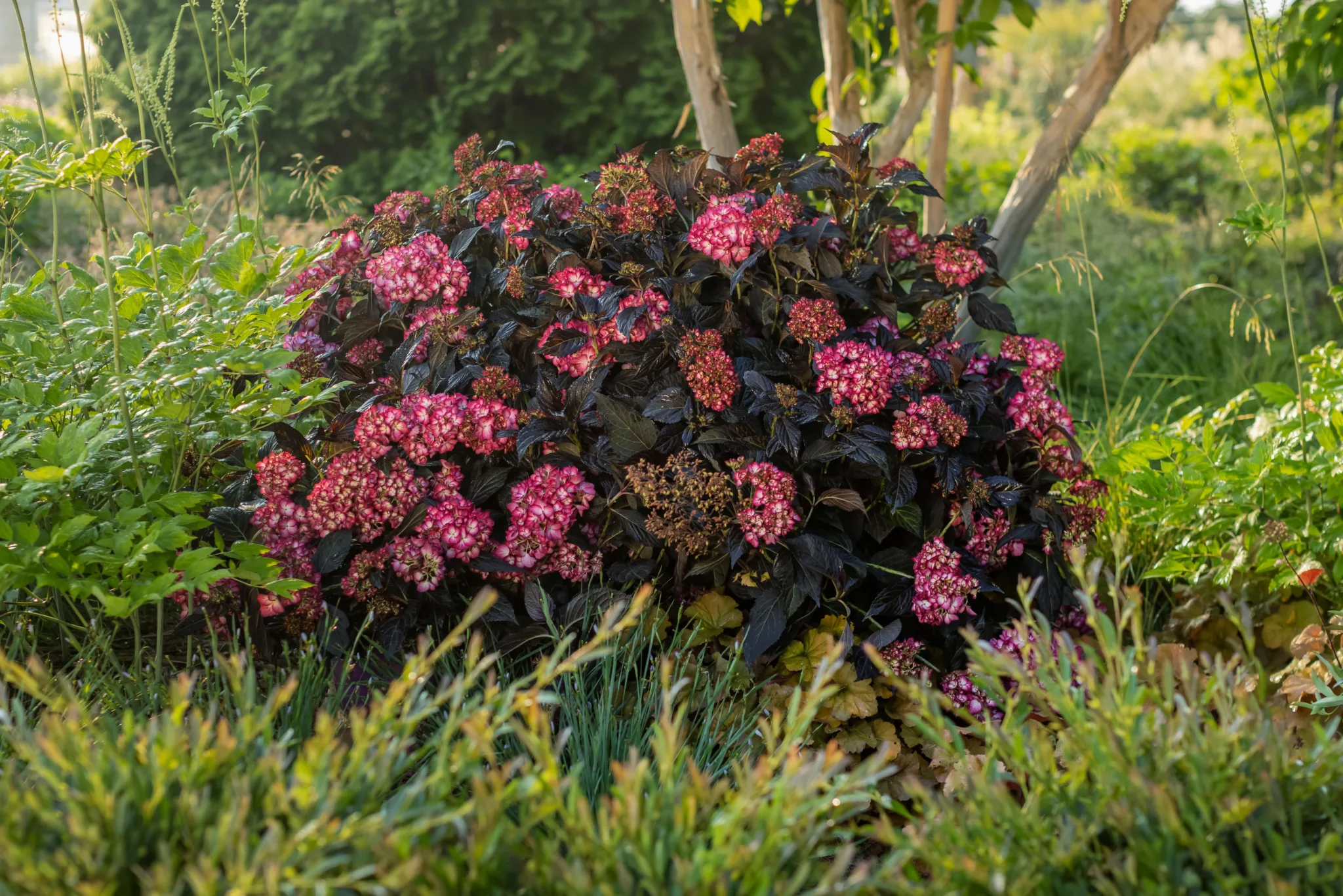 Hydrangea 'Eclipse' - Image 3