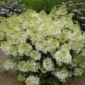 Hydrangea 'Bobo'