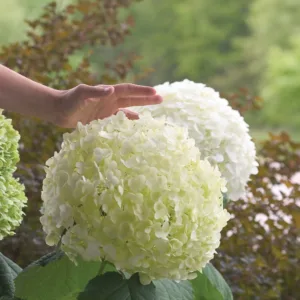 Hydrangea 'Incrediball' G3