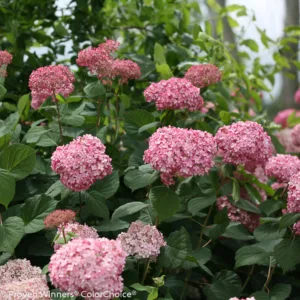Hydrangea 'Invincibelle Spirit II' G3