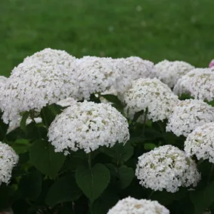 Hydrangea 'Invincibelle Wee White'