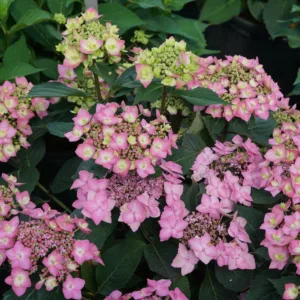 Hydrangea 'Let's Dance Can Do' G3