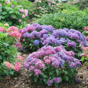 Hydrangea 'Let's Dance Lovable' G3