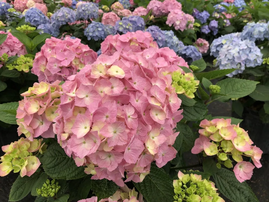 Hydrangea 'Let's Dance Sky View' G3 - Image 2