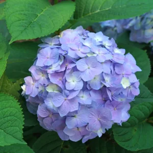 Hydrangea 'Let's Dance Sky View' G3