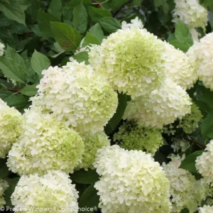 Hydrangea 'Limelight' G3