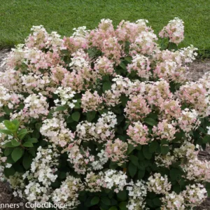 Hydrangea 'Little Quick Fire'