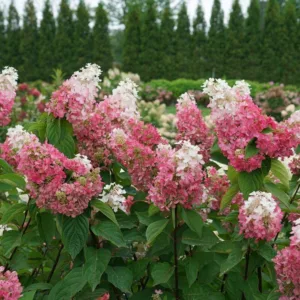 Hydrangea 'Pinky Winky Prime' G3