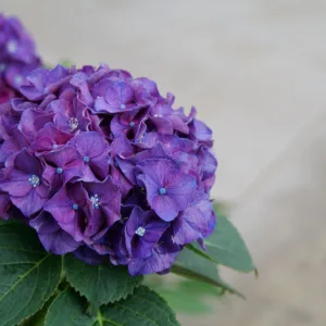 Hydrangea 'Wee Bit Grumpy' G2