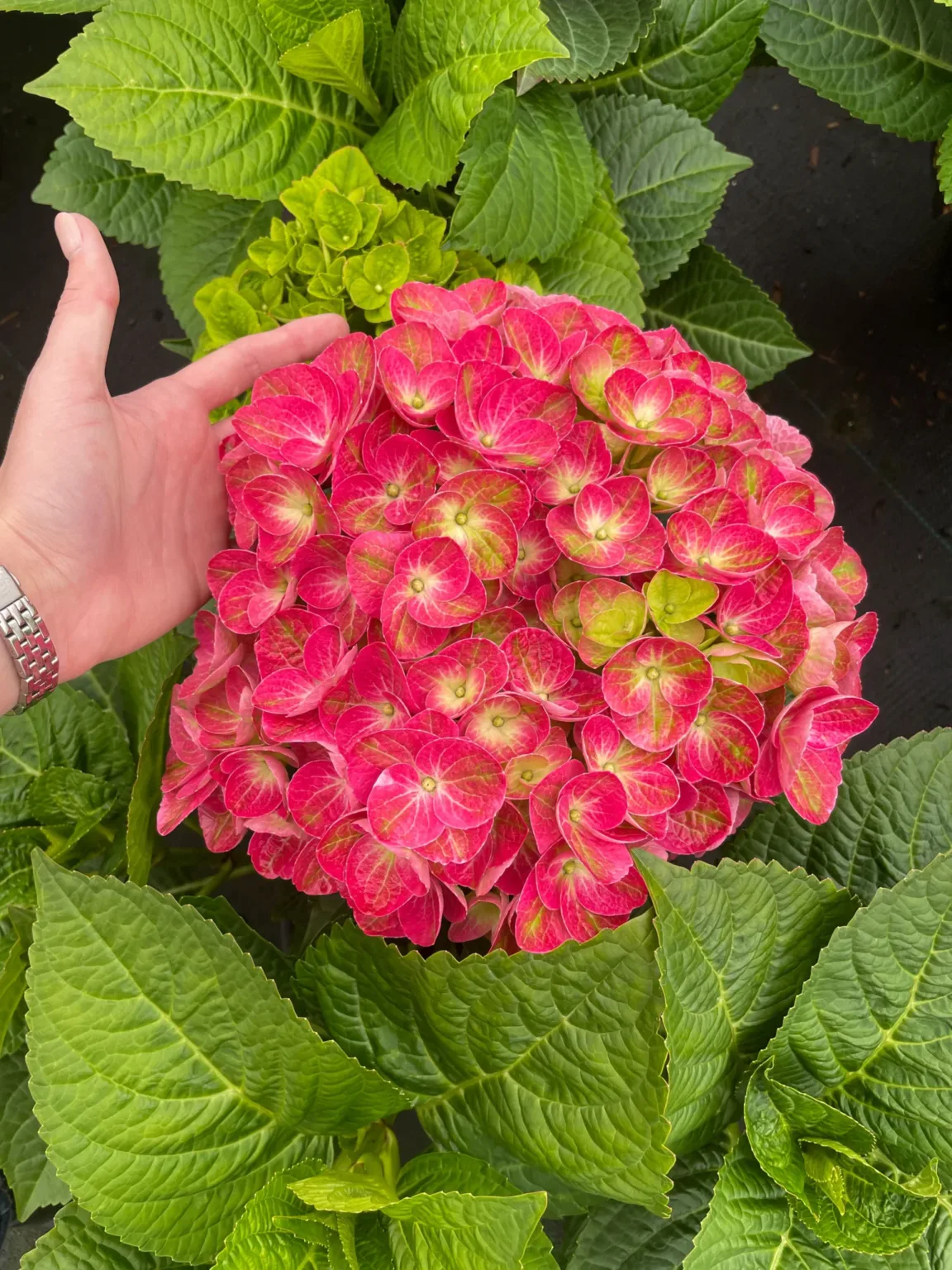 Hydrangea 'Tilt-a-Swirl' G2 - Image 2