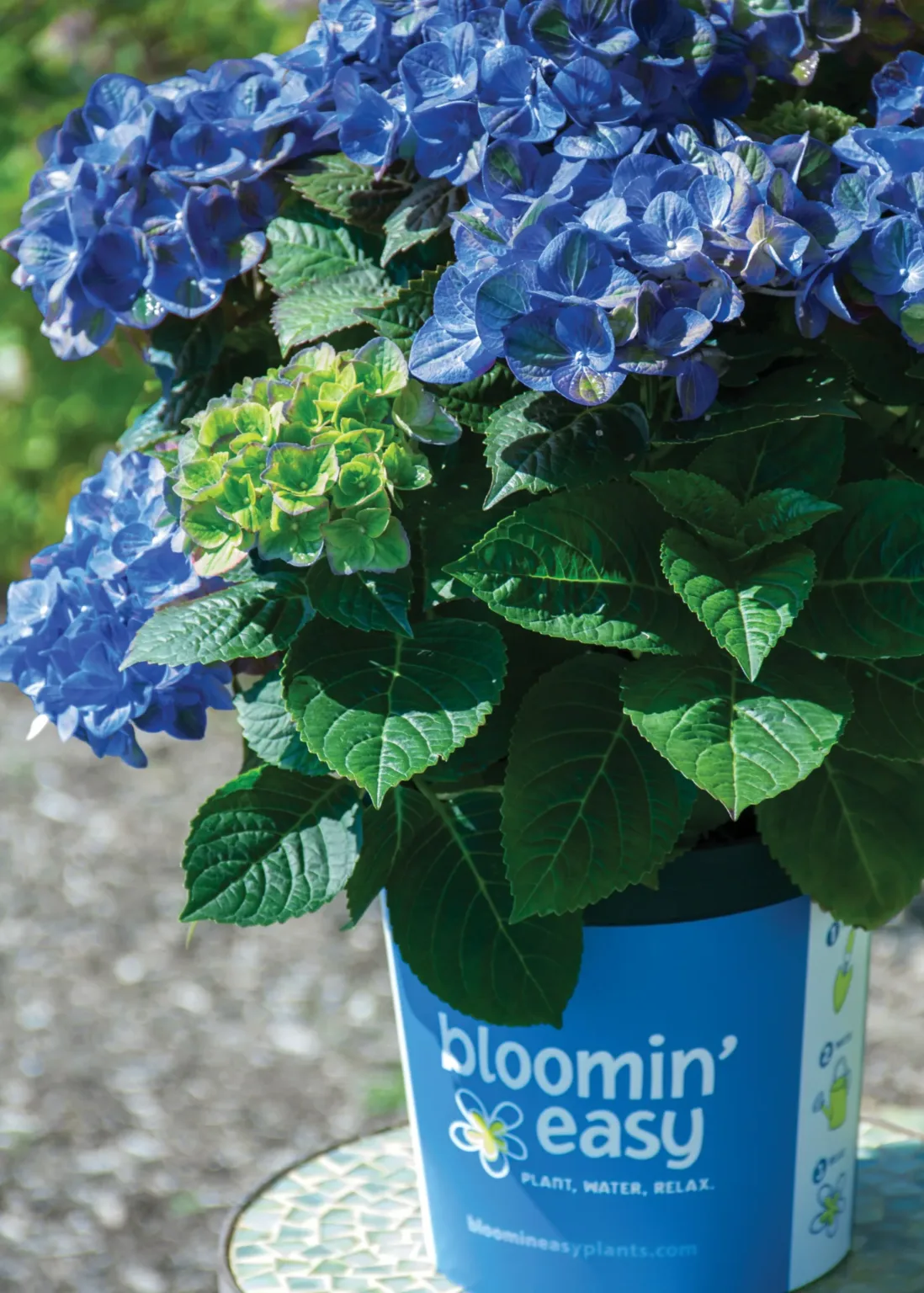 Hydrangea 'Tilt-a-Swirl' G2 - Image 3