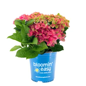Hydrangea 'Tilt-a-Swirl' G2