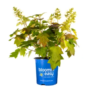 Hydrangea, Oakleaf 'Toy Soldier' G3