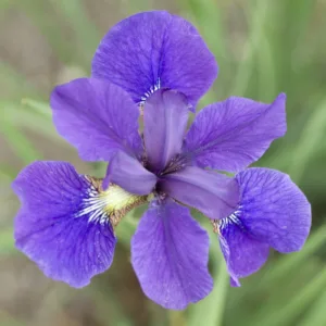 Iris, Siberian 'Caesar's Brother' G1