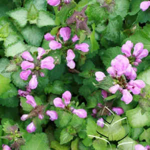 Dead Nettle 'Purple Dragon' G1
