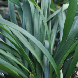 Lilyturf 'Big Blue' G1