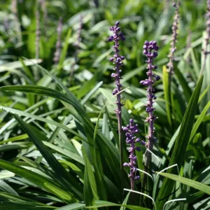 Lilyturf 'Purple Explosion' G1
