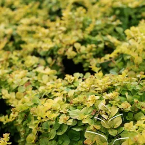 Creeping Jenny 'Goldilocks' G1