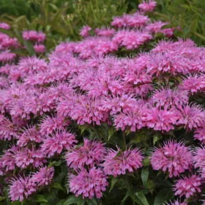 Bee Balm 'Bubblegum Blast' G1