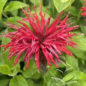 Bee Balm 'Fire Marshall' G1