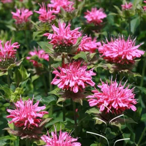 Bee Balm 'Marshall's Delight'