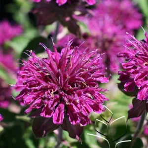 Bee Balm 'Purple Rooster' G1