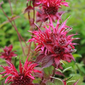 Bee Balm 'Raspberry Wine' G1