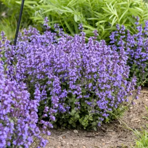 Catmint 'Cat's Pajamas' G1
