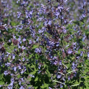 Catmint 'Walker's Low' G1