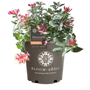 Honeysuckle Vine 'Peaches and Cream' G3