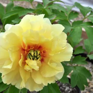 Peony ITOH 'Bartzella'