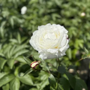 Peony 'Duchess de Nemours' G2