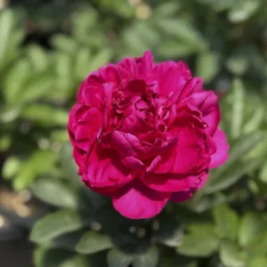 Peony 'Kansas' G2
