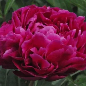 Peony 'Karl Rosenfield' G2