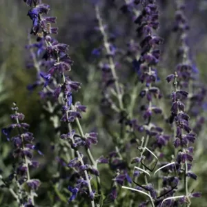 Russian Sage 'Longin' G1