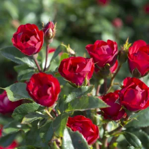 Rose 'Petite Knock Out' G2